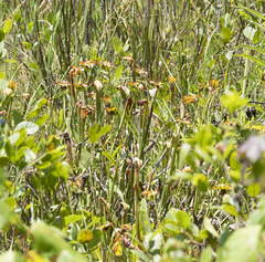 Sarracenia jonesii