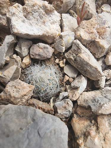 Pelecyphora duncanii