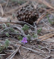 Penstemon caespitosus desertipicti