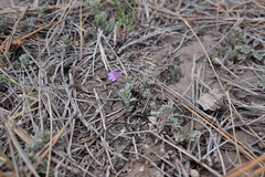 Penstemon caespitosus desertipicti