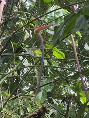 Anthurium clavigerum