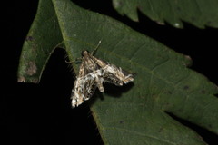 Usingeriessa