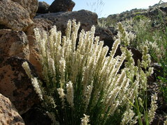 Melica persica