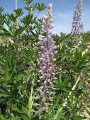 Lupinus albescens