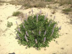 Lupinus albescens