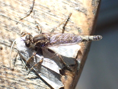 Machimus snowii