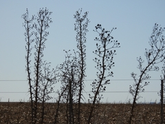 Eryngium paniculatum