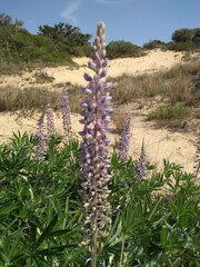 Lupinus albescens
