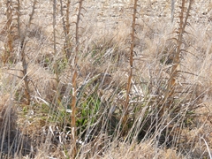 Eryngium paniculatum