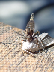 Machimus snowii