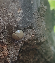 Paraneda viridescens