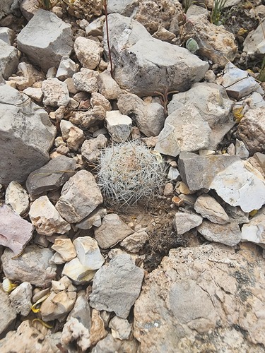 Pelecyphora duncanii