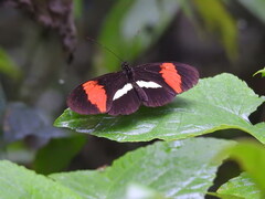 Heliconius melpomene bellula
