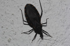 Triatoma gerstaeckeri