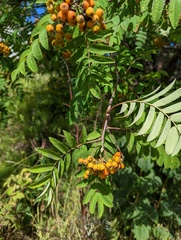 Sorbus aucuparia