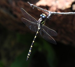 Cordulegaster dorsalis
