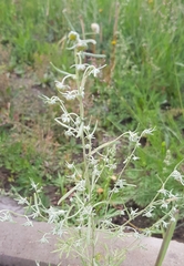 Artemisia macrocephala