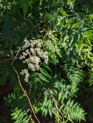 Sorbaria sorbifolia