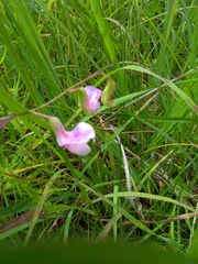 Lathyrus palustris
