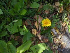 Taraxacum officinale