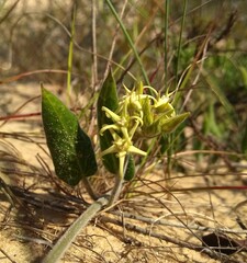 Oxypetalum tomentosum
