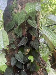 Anthurium clidemioides