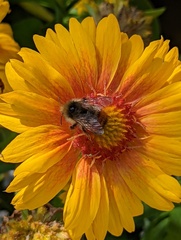 Bombus