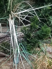 Crotalus catalinensis