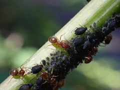 Lasius pallitarsis
