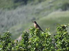 Turdus migratorius propinquus
