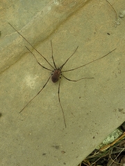 Hadrobunus maculosus