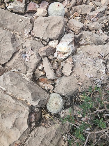 Epithelantha micromeris