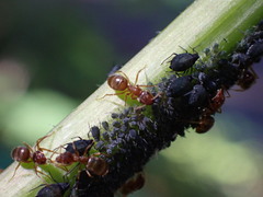 Lasius pallitarsis