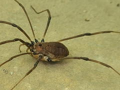 Hadrobunus maculosus