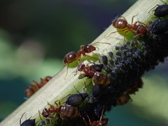 Lasius pallitarsis