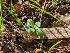 Pterostylis nana