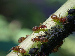 Lasius pallitarsis