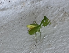 Stagmomantis fraterna