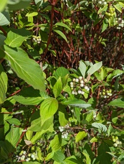 Cornus sericea