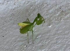 Stagmomantis fraterna