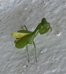 Stagmomantis fraterna