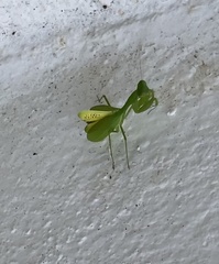 Stagmomantis fraterna