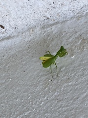 Stagmomantis fraterna