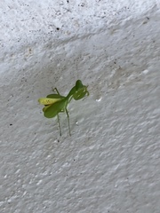 Stagmomantis fraterna