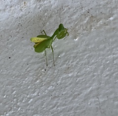 Stagmomantis fraterna