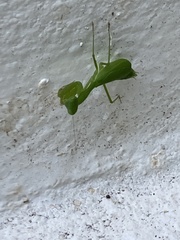 Stagmomantis fraterna