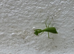 Stagmomantis fraterna