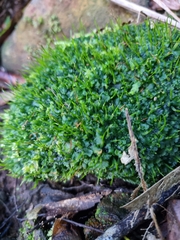 Anthoceros punctatus
