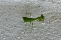Stagmomantis fraterna