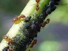 Lasius pallitarsis